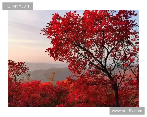 以和平足球公园枫叶景致为核心打造城市秋色休闲魅力文旅新地标